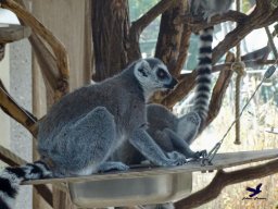 Tiergarten Schönbrunn am 20.10.2025